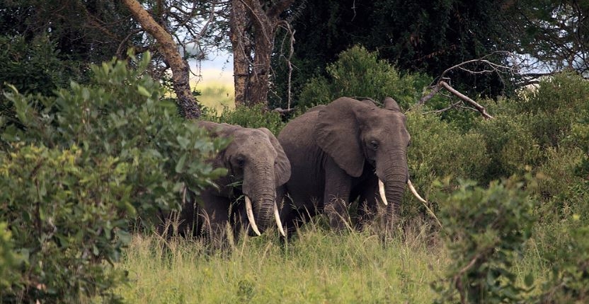 5 Days Mikumi And Udzungwa Park Safari - Mikumi And Udzungwa Safari